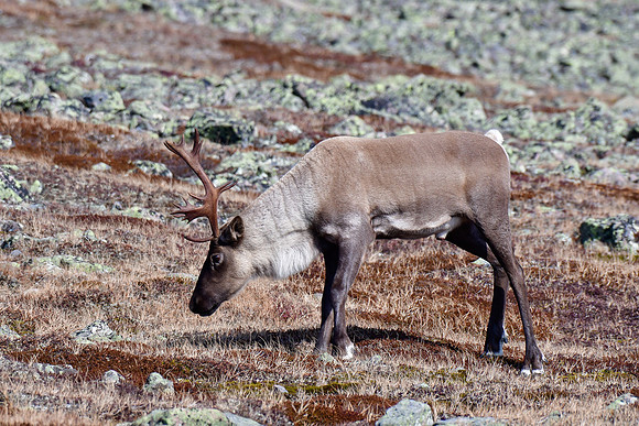 Woodland caribou, Mont Jacques-Cartier, Parc de la Gaspésie