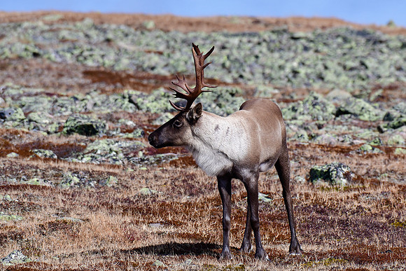 Woodland caribou, Mont Jacques-Cartier, Parc de la Gaspésie