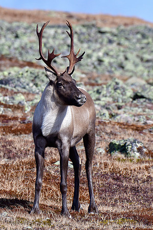 Woodland caribou, Mont Jacques-Cartier, Parc de la Gaspésie
