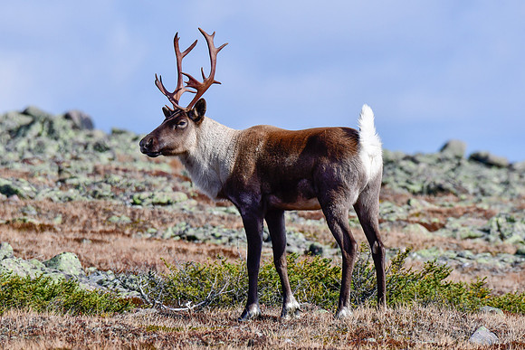 Woodland caribou, Mont Jacques-Cartier, Parc de la Gaspésie