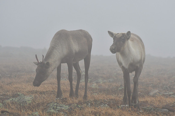 Woodland caribou, Mont Jacques-Cartier, Parc de la Gaspésie