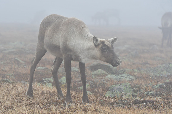 Woodland caribou, Mont Jacques-Cartier, Parc de la Gaspésie