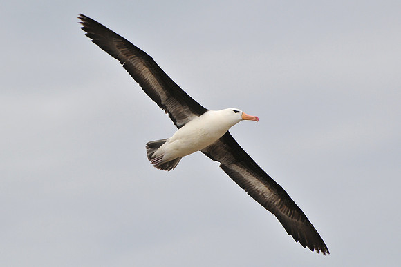 Black-browed albatross, Steeple Jason