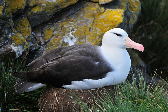 Black-browed albatross, Devil's Nose, Westpoint Island