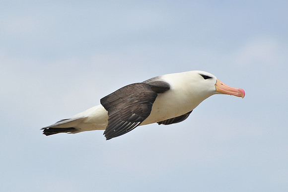 Black-browed albatross, Steeple Jason
