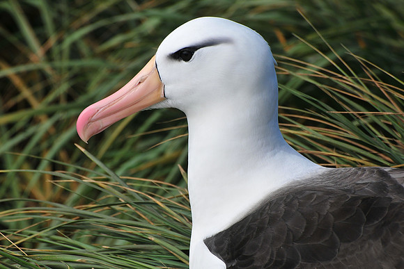 Black-browed albatross, Devil's Nose, Westpoint Island