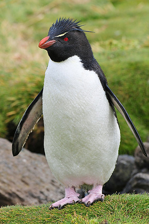 Rockhopper penguin, Devil's Nose, Westpoint Island