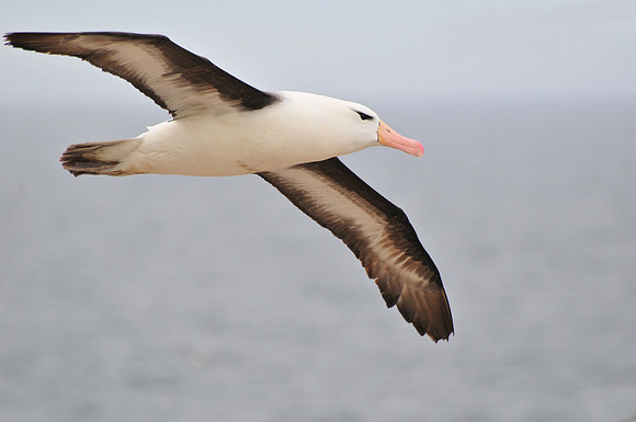 Black-browed albatross, Steeple Jason