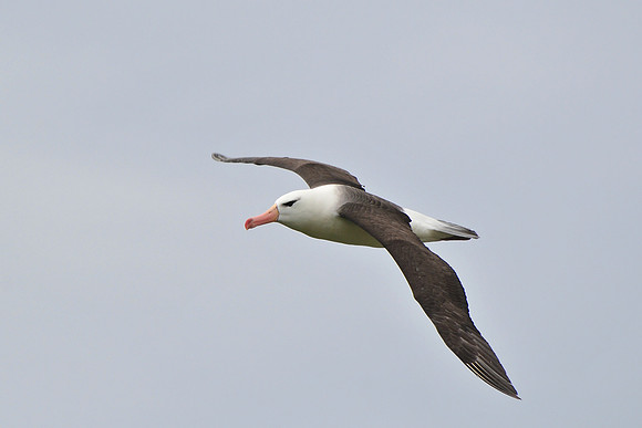 Black-browed albatross, Steeple Jason