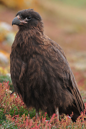 Striated caracara, Steeple Jason
