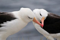 Black-browed albatross courtship display, Albatross Bay, New Island