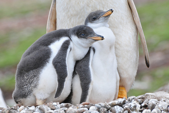 Gentoo penguin chicks, Steeple Jason