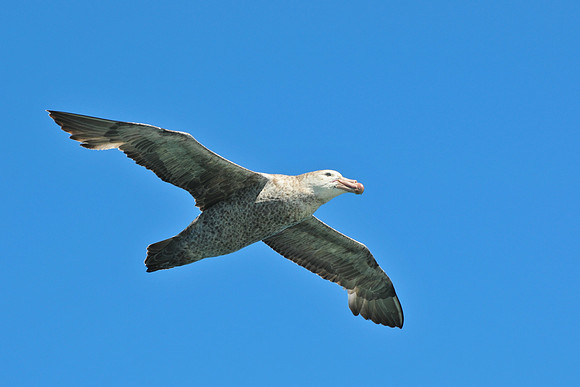 Northern giant-petrel, seen en route from Ushuaia to the Falklands