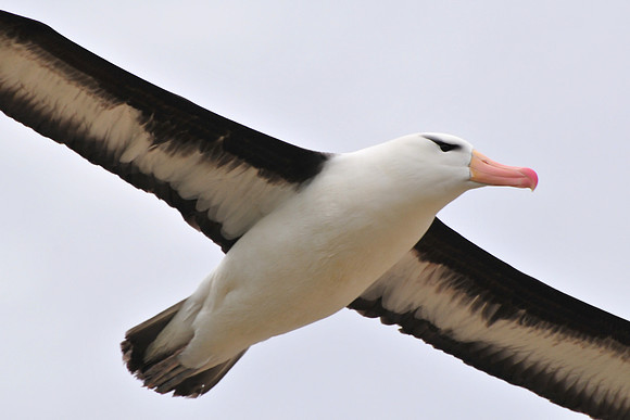 Black-browed albatross, Steeple Jason