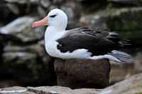 Black-browed albatross, Albatross Bay, New Island