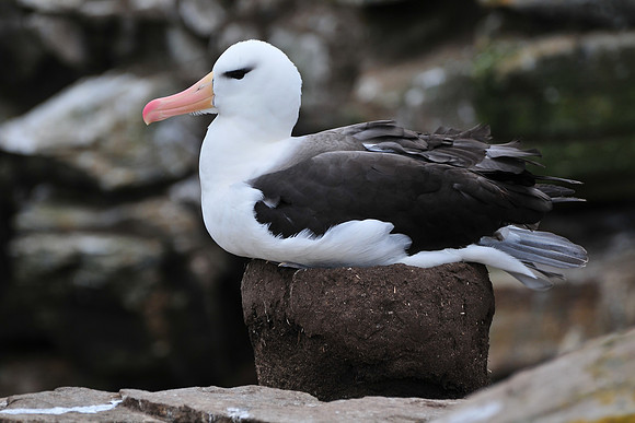 Black-browed albatross, Albatross Bay, New Island