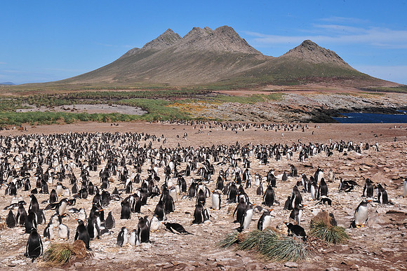 Gentoo penguin colony, Steeple Jason