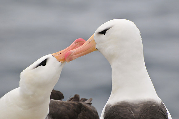 Black-browed albatross courtship display, Albatross Bay, New Island