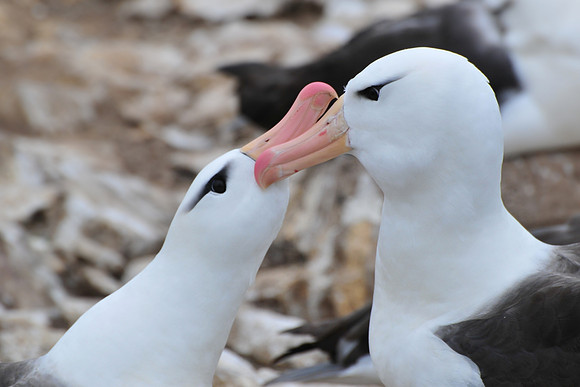 Black-browed albatross courtship display, Steeple Jason