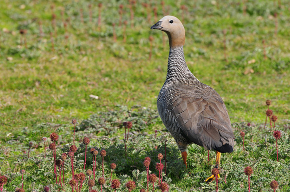 Ruddy-headed goose, Carcass Island