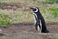 Magellanic penguin, New Island