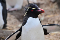 Rockhopper penguin, Settlement Rookery, New Island