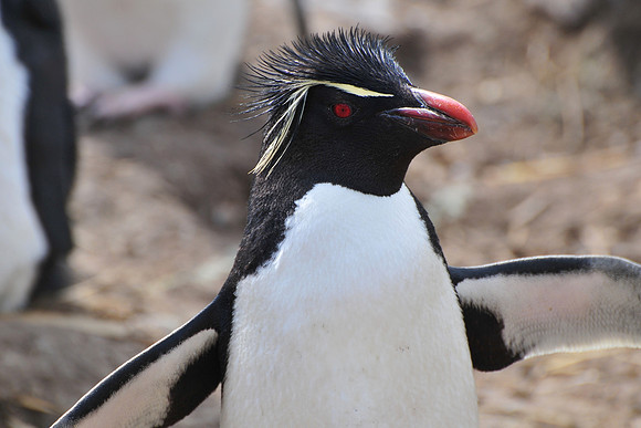 Rockhopper penguin, Settlement Rookery, New Island