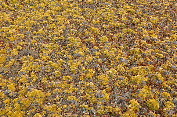 Moss, Steeple Jason