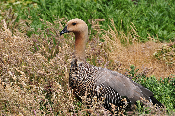 Ruddy-headed goose, Carcass Island