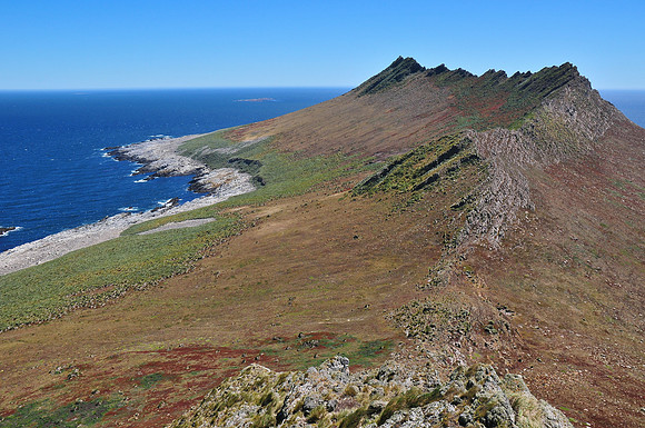 Steeple Jason, with part of the black-browed albatross colony along the shore