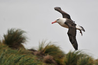 Black-browed albatross, Albatross Bay, New Island