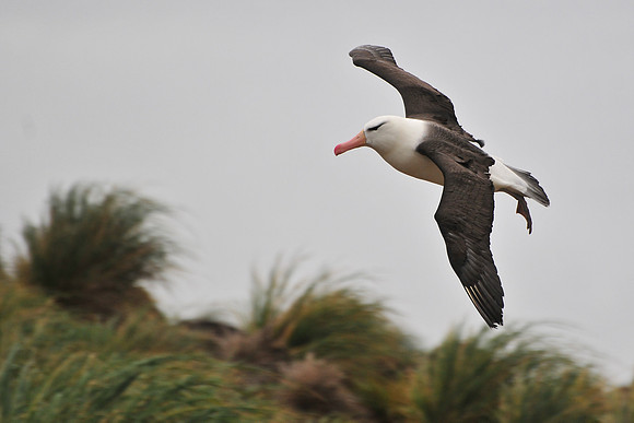 Black-browed albatross, Albatross Bay, New Island