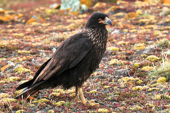 Striated caracara, Steeple Jason