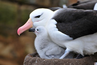 Black-browed albatross and chick, Albatross Bay, New Island