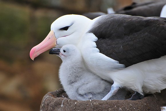 Black-browed albatross and chick, Albatross Bay, New Island