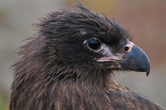 Striated caracara, Steeple Jason
