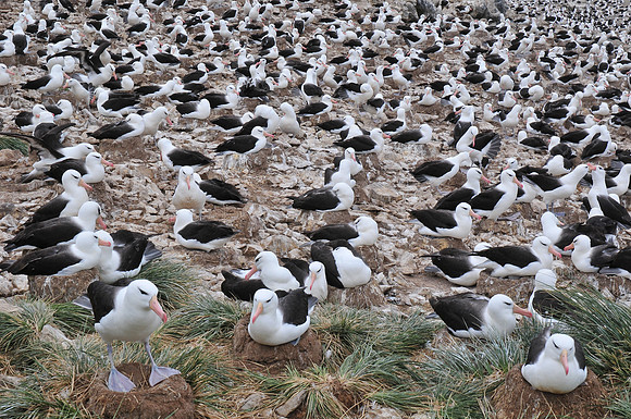 Black-browed albatross colony, Steeple Jason