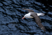 Black-browed albatross, Albatross Bay, New Island