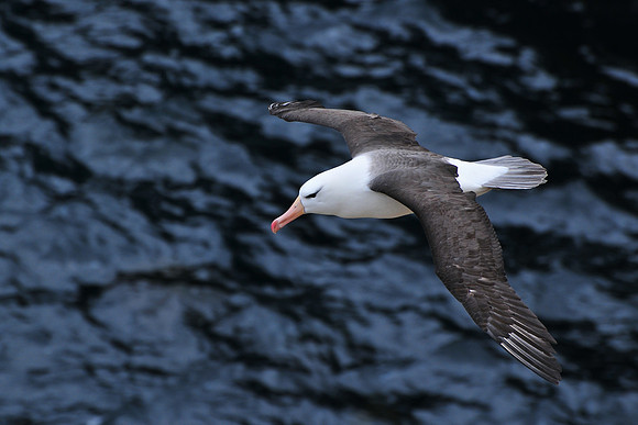 Black-browed albatross, Albatross Bay, New Island
