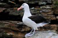 Black-browed albatross, Albatross Bay, New Island