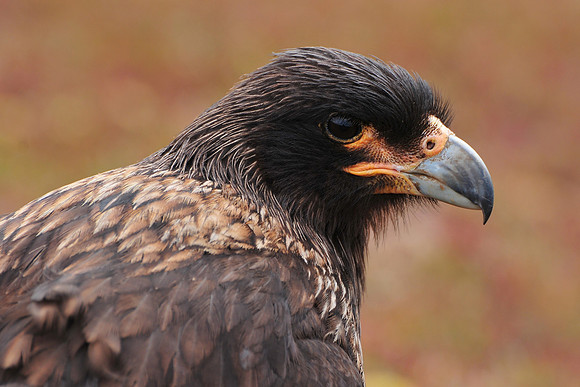 Striated caracara, Steeple Jason