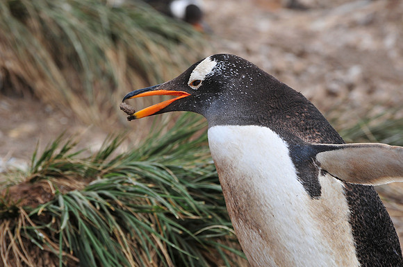 Gentoo penguin, Steeple Jason