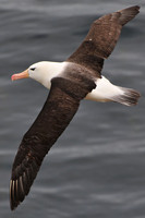 Black-browed albatross, Albatross Bay, New Island