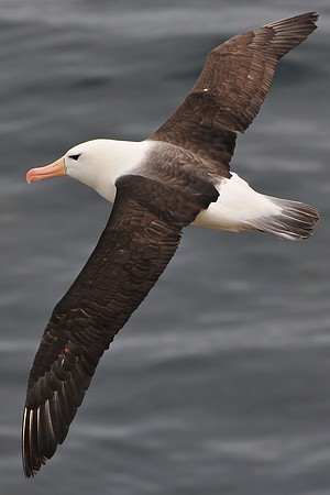 Black-browed albatross, Albatross Bay, New Island
