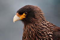 Striated caracara, Albatross Bay, New Island