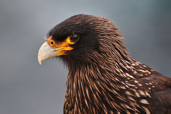 Striated caracara, Albatross Bay, New Island