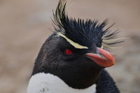 Rockhopper penguin, Settlement Rookery, New Island