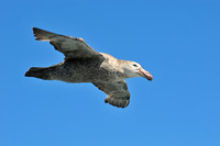Northern giant-petrel, seen en route from Ushuaia to the Falklands