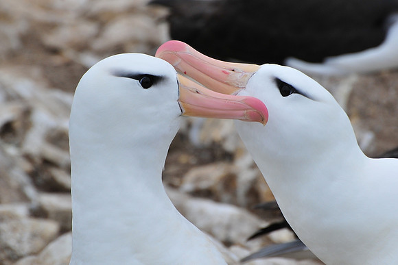 Black-browed albatross courtship display, Steeple Jason