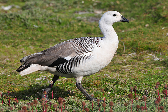 Male upland goose, Carcass Island